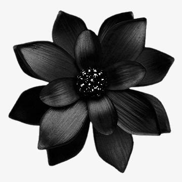 검은 색 꽃